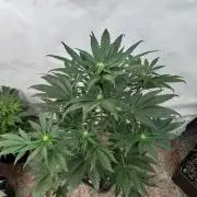 Bottle Bottoms ♻️