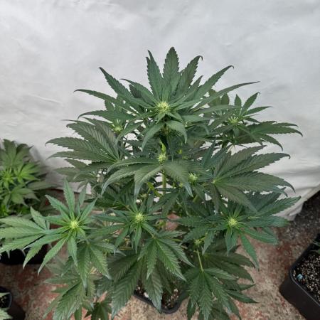 Bottle Bottoms ♻️