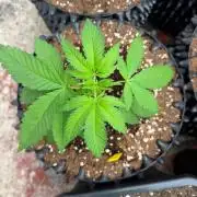 GG4 x Red Pop 🇺🇸