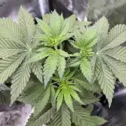 Tropical duo 🏝️