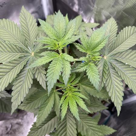 Tropical duo 🏝️