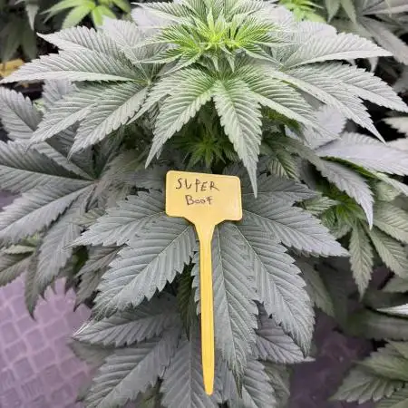 Strain of the year 24
