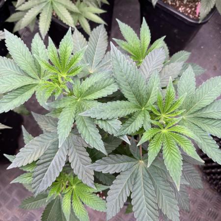 Acai x Black Cherry Funk