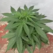 Orange Zest 🍊🍸