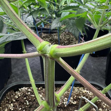 Lemon Tree x Banana Krumble