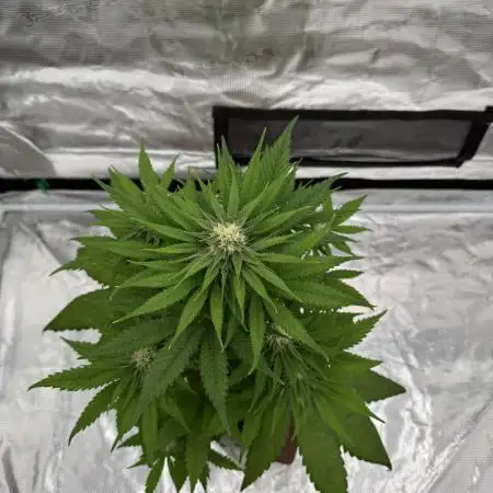 Budzaï ⛩️