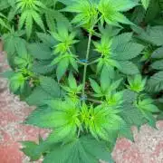GG4 x Red Pop 🇺🇸