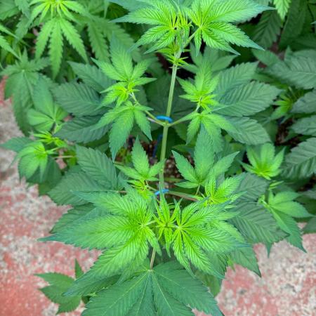 GG4 x Red Pop 🇺🇸