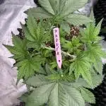 Strain of the Year 23