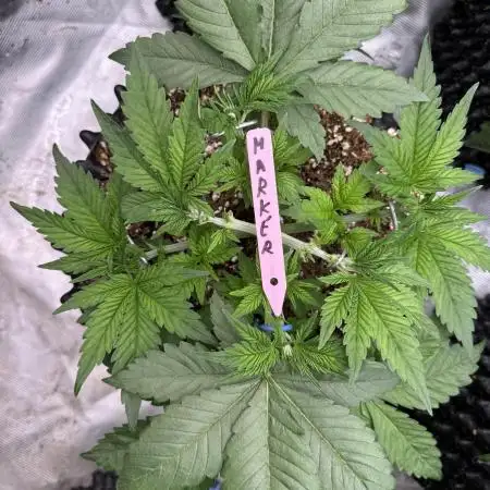 Strain of the Year 23
