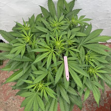 Five Dollar Shake 🍒