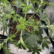 Golden sands 🏜️