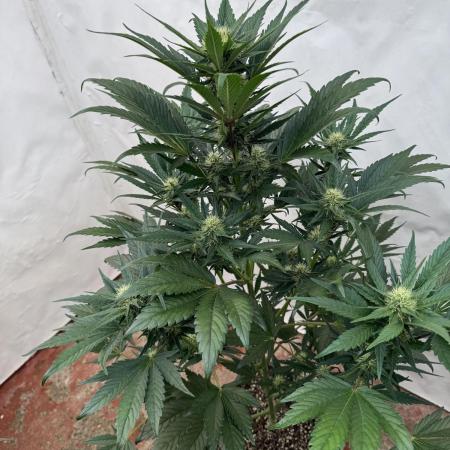 Bottle Bottoms ♻️