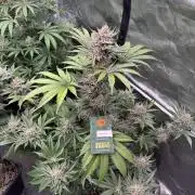 Strain of the year 24