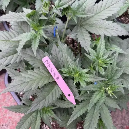 Berry ZenzZzation