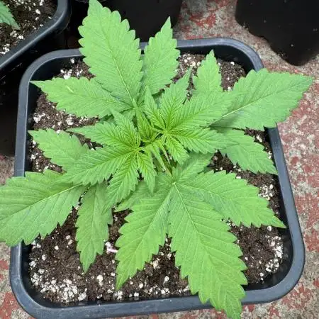 Five Dollar Shake 🍒