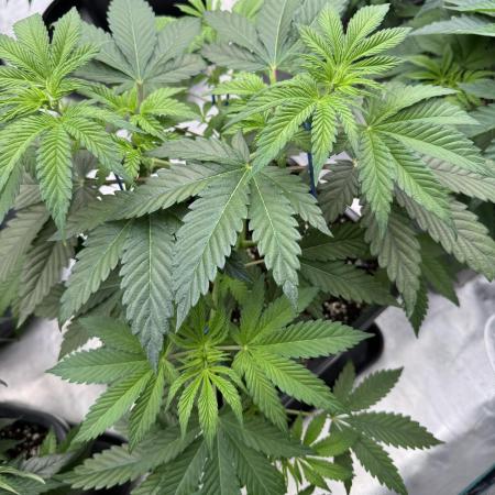 Tropical duo 🏝️