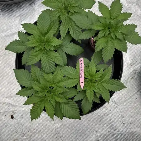 Strain of the Year 23