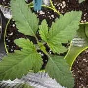 Lemon Tree x Banana Krumble