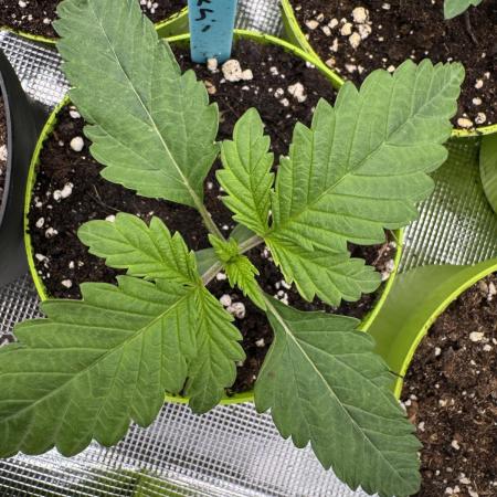 Lemon Tree x Banana Krumble