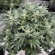 Strain of the Year 23