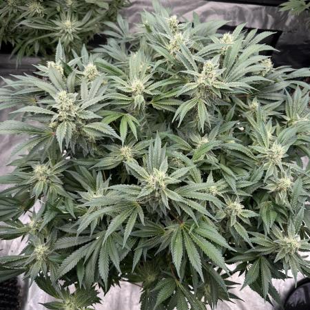 Strain of the Year 23