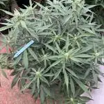 Getting ☃️ with the boys