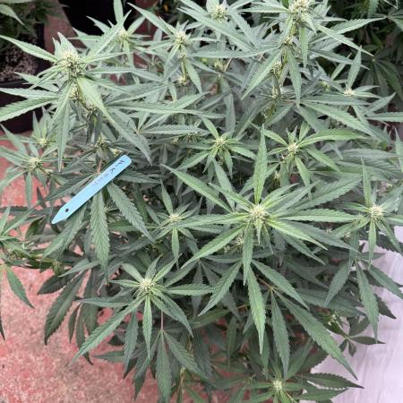 Getting ☃️ with the boys