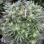 Strain of the Year 23