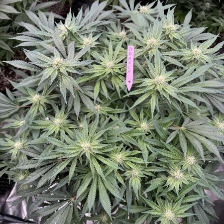 Strain of the Year 23