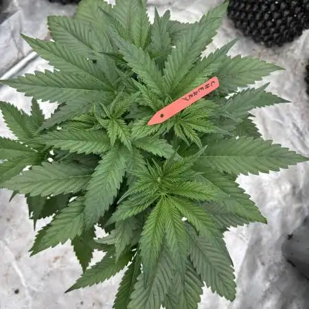 Cherry Poppers 🔞