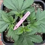 Berry ZenzZzation