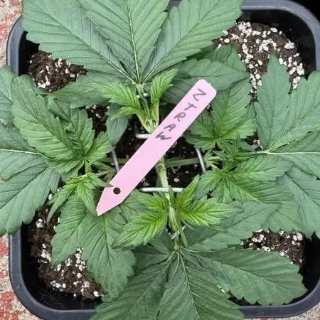 Berry ZenzZzation