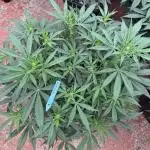 Getting ☃️ with the boys