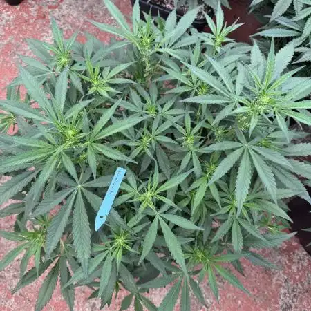 Getting ☃️ with the boys