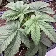 Lemon Tree x Banana Krumble