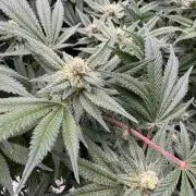 Citrus Slurpee 🍊🥤