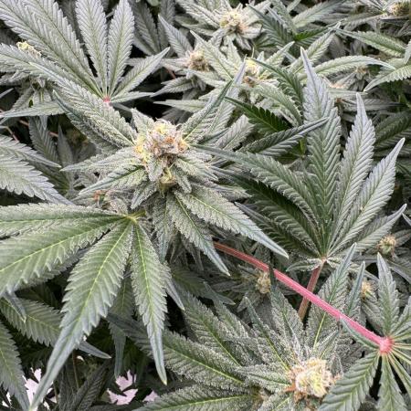 Citrus Slurpee 🍊🥤