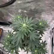 Melonade 🍈