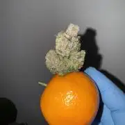 Citrus Slurpee 🍊🥤