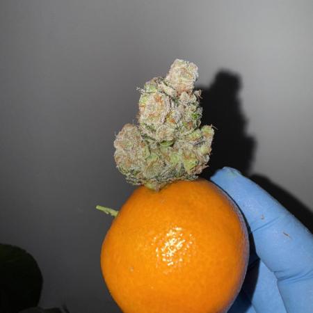 Citrus Slurpee 🍊🥤