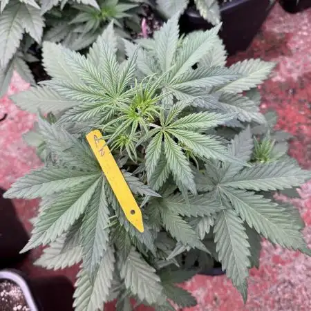 Taste the rainbow 👻