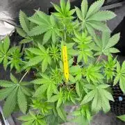 La Bomba x Cherry Crush