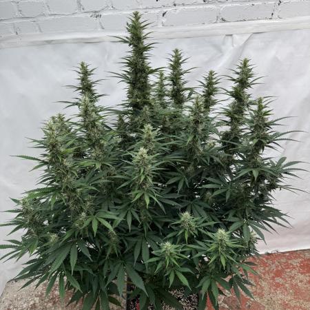 In a Galaxy far…🛸