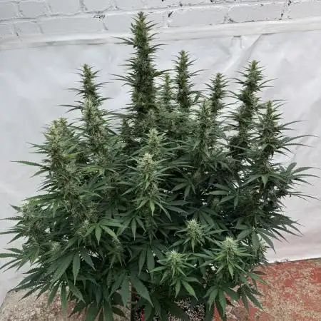 In a Galaxy far…🛸