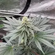 Melonade 🍈
