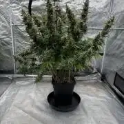 In a Galaxy far…🛸