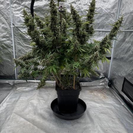 In a Galaxy far…🛸