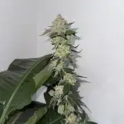 Acai x Black Cherry Funk