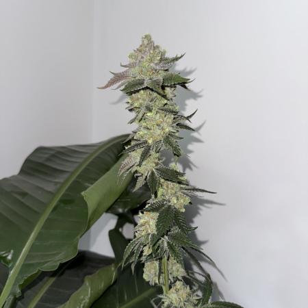 Acai x Black Cherry Funk